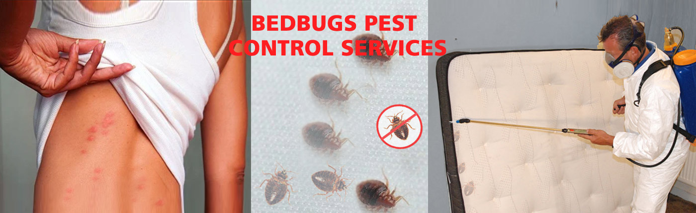 Accurate Services for Pest Control Services Rajkot