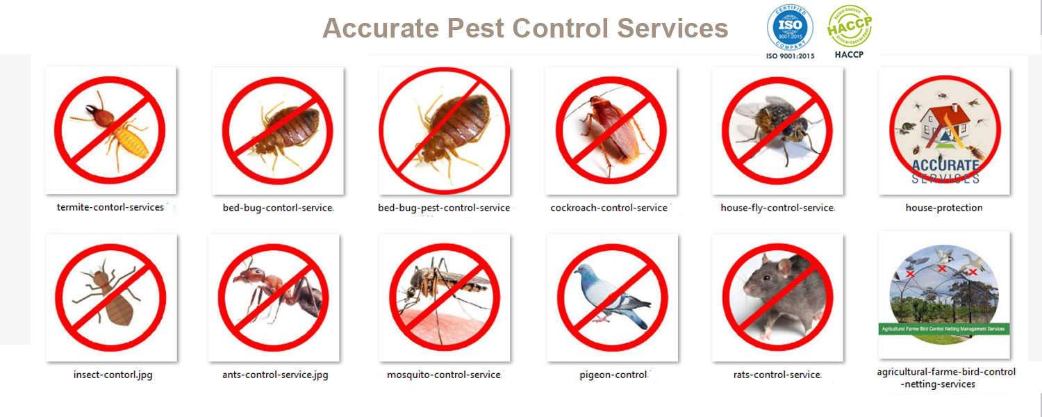 Accurate Pest Control Management Service Rajkot Gujarat India