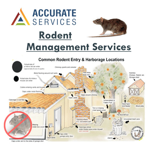 Rodent Control Services Rajkot Gujarat India
