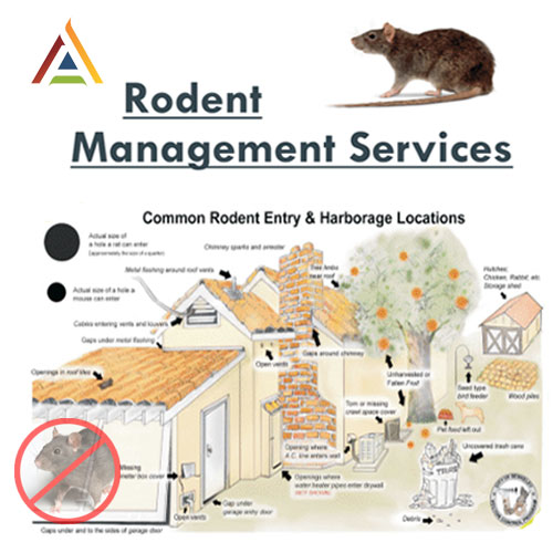 Rodent Management Services Rajkot Gujarat India