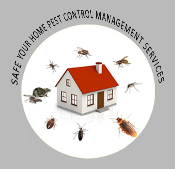 Pest Control Management Services in Rajkot