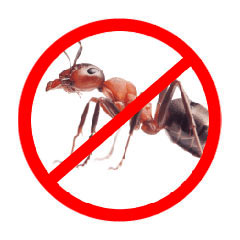 Ants Control Management Services