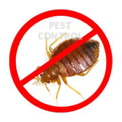 Bed Bugs Control Treatment Process Management Services