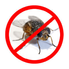 Fly House Control Treatment Process Services