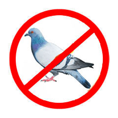 Bird Control Management Services