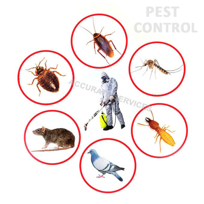 Accurate Pest Control Services Rajkot Gujarat India